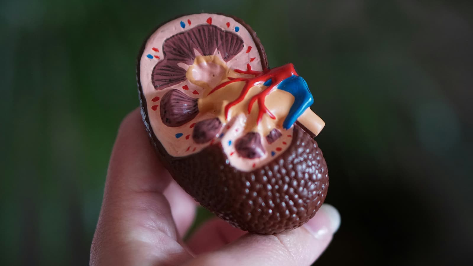Urology Penang: Batu Ginjal, Prostat, dan Dokter Urologi